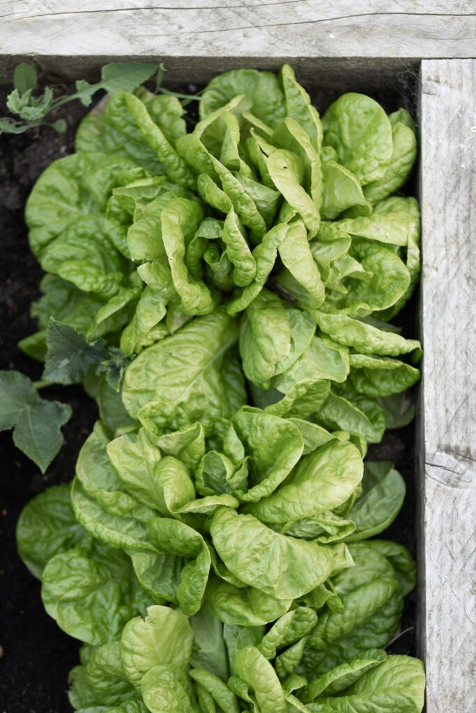 Hochbeet befüllen und bepflanzen: grüner Salat wächst in einem frisch angelegten Hochbeet